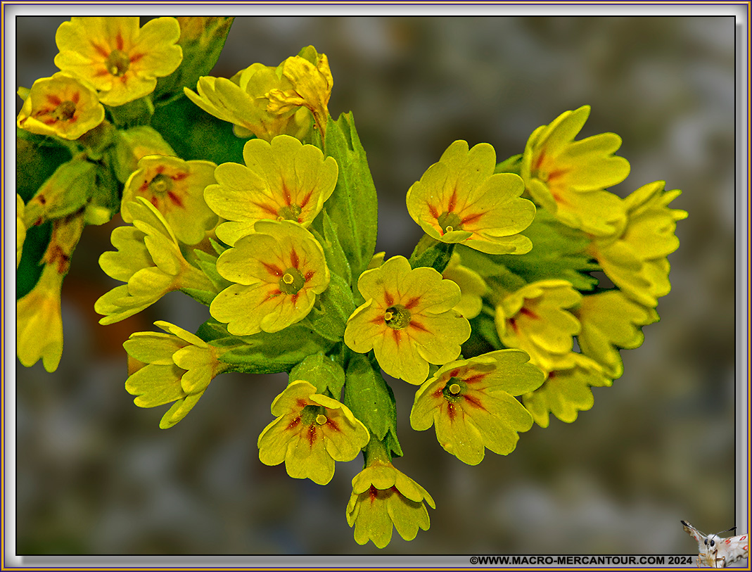 Primevères élevées